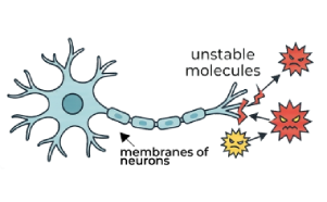 Diagram of a neuron with an elongated axon and red starburst marks indicating unstable microtubules near the axon terminal