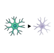 Two star-shaped, coral-like organisms: teal on the left and lavender on the right, with many tentacle-like arms on a white background.