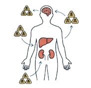 Silhouette of a person with visible brain, liver, kidneys, and reproductive organs, surrounded by radioactive hazard icons.