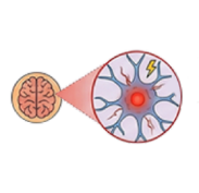 Diagram of the visual pathway showing a brain on the left connected to an eyeball on the right via the optic nerve.
