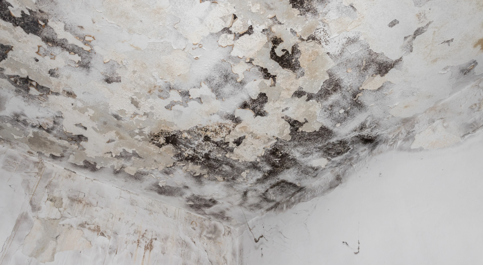 Ceiling with extensive mold or water damage, showing dark patches and peeling paint near the corner.