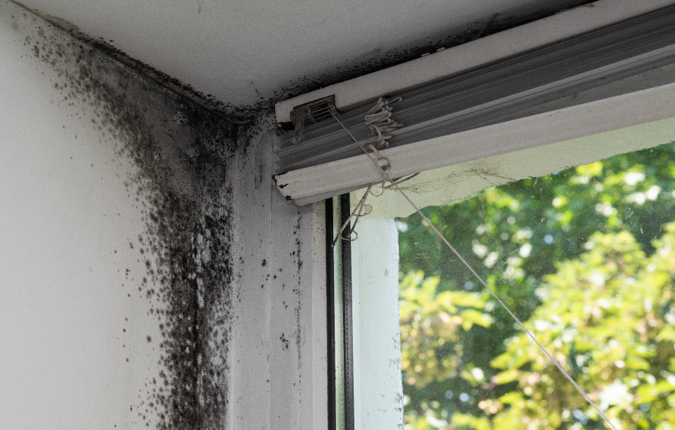 Black mold growing along a window frame in a corner, with a pulled-down blind mechanism and a view of greenery outside.