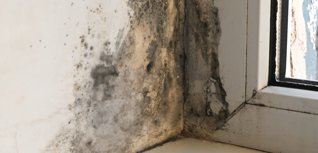Mold and water damage along a windowsill in a corner, with dark stains and peeling plaster near the frame.